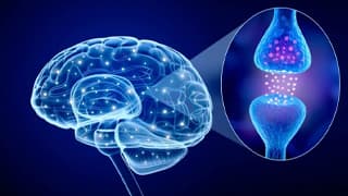 You See What You’re Wired To See